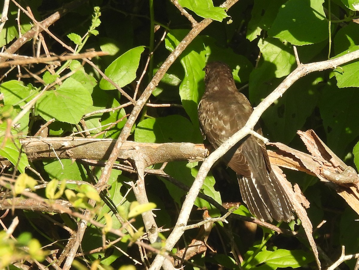 Кукавка мала - ML646884475