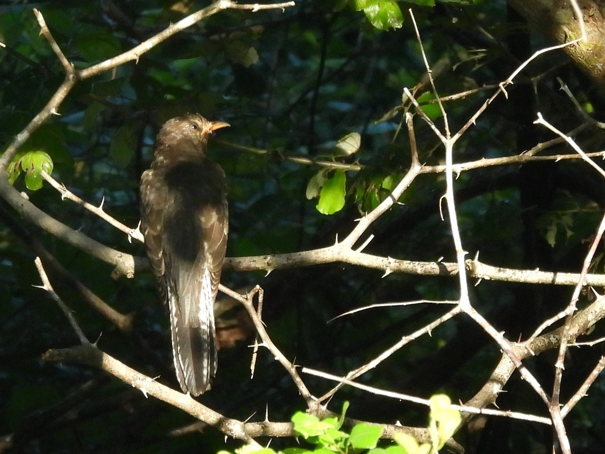 Кукавка мала - ML646884476