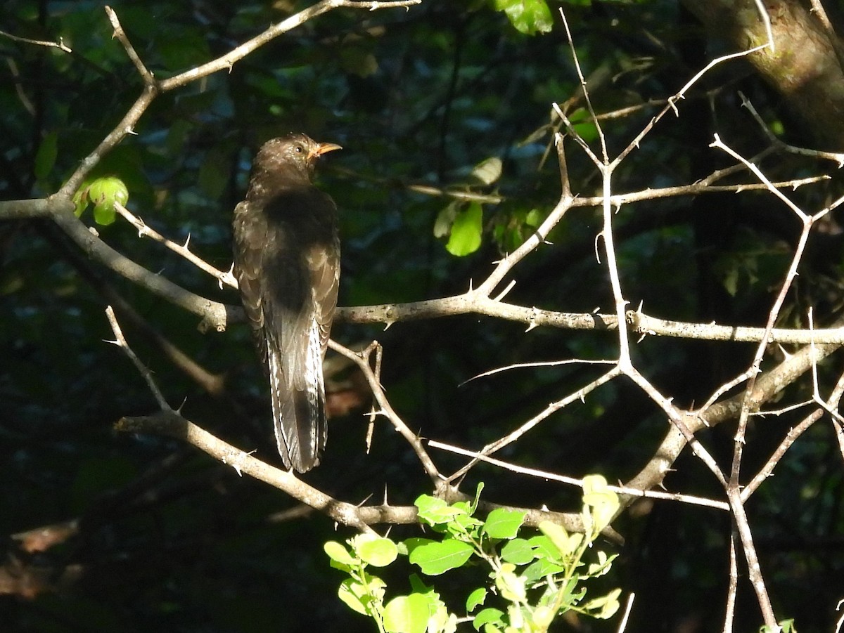 Кукавка мала - ML646884477