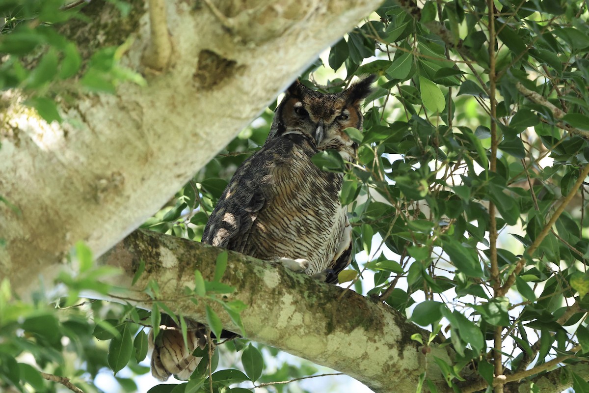 Grand-duc d'Amérique - ML646884478