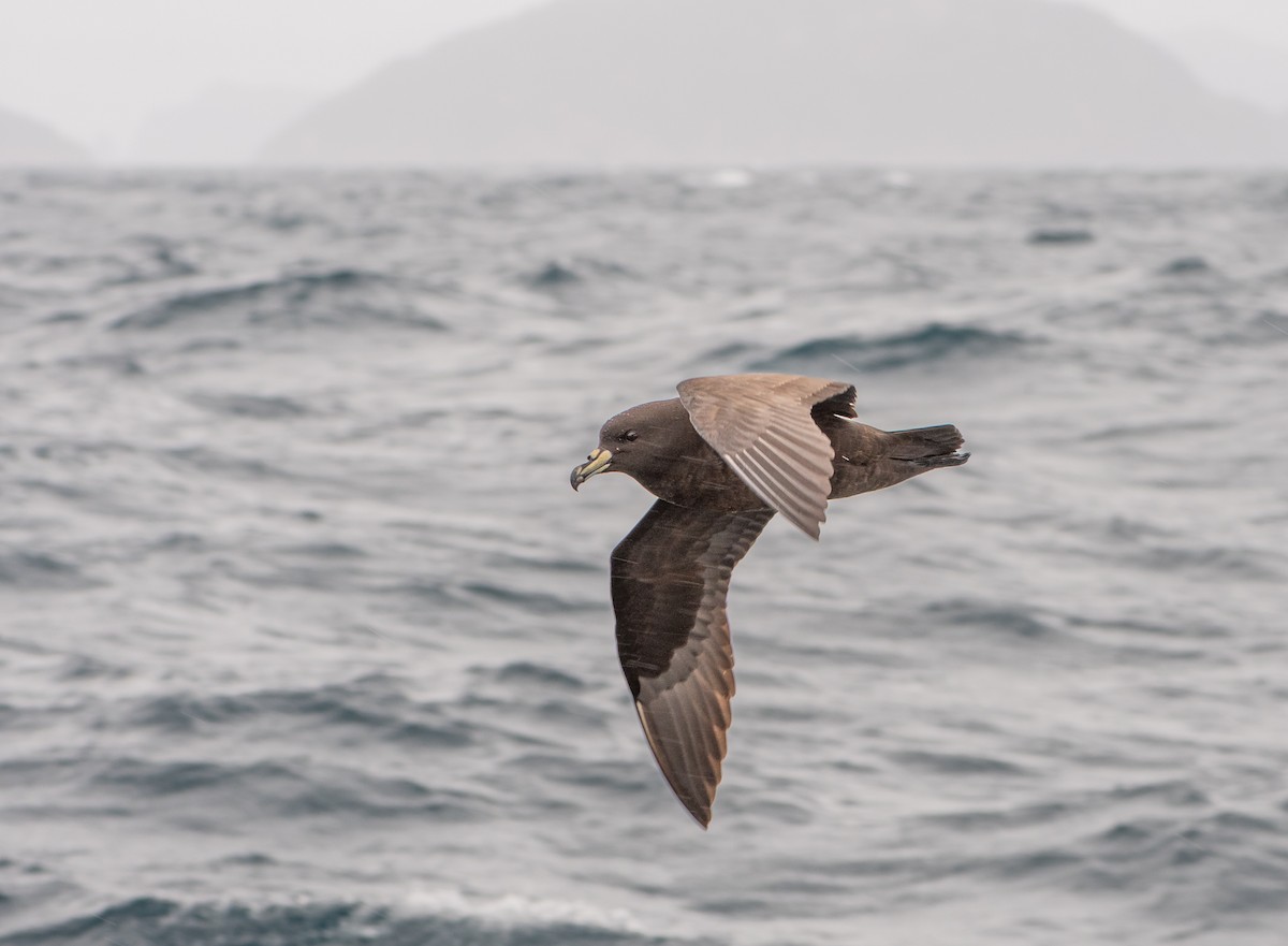 Parkinson's Petrel - ML646884481
