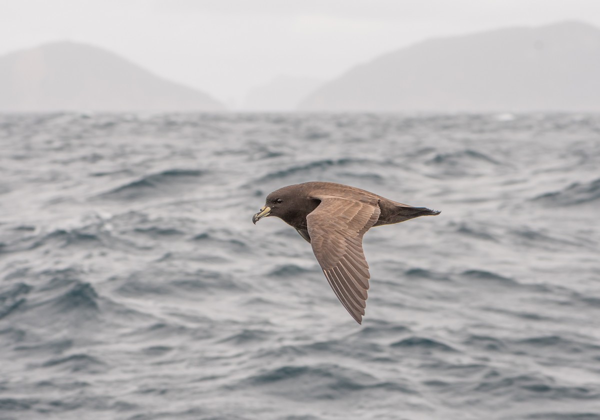 Parkinson's Petrel - ML646884482