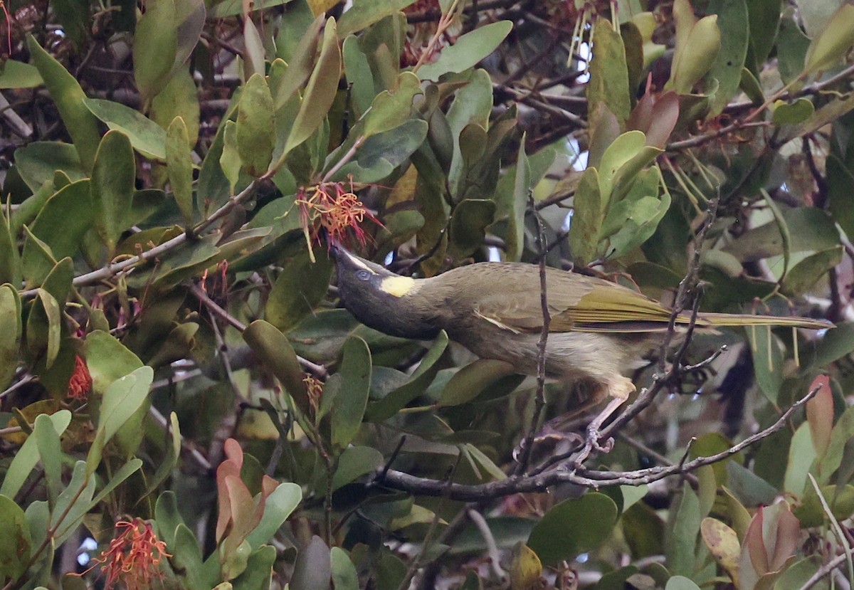 Медолюб великий - ML646884485