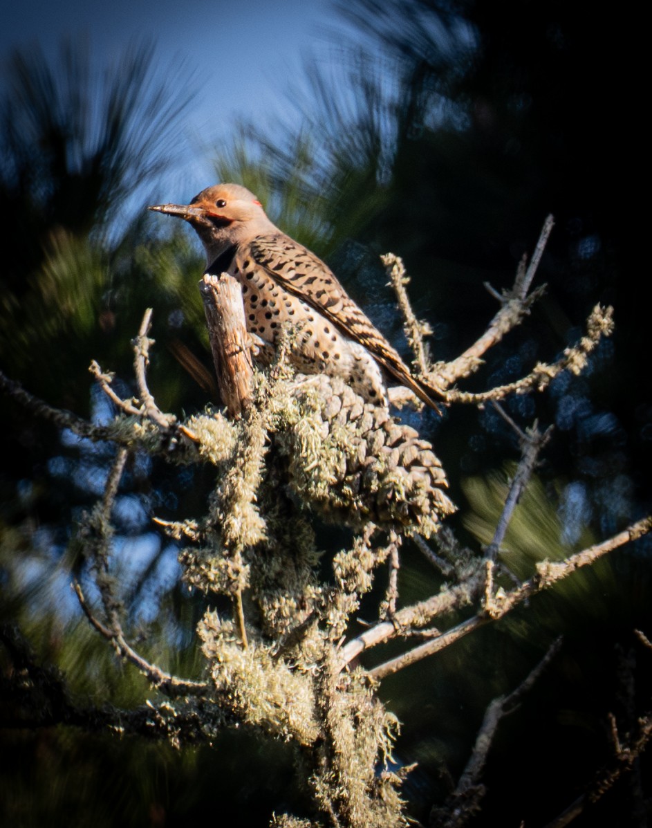 Altın Ağaçkakan [cafer grubu] - ML646884486