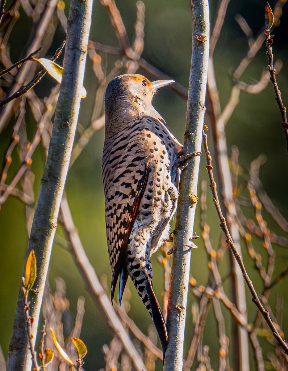 Altın Ağaçkakan [cafer grubu] - ML646884487