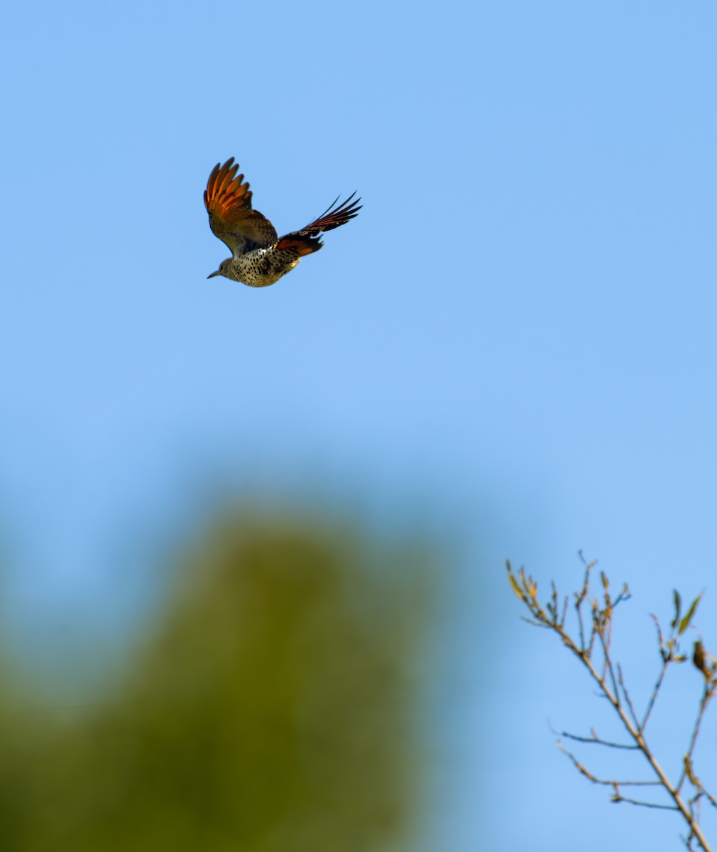 Altın Ağaçkakan [cafer grubu] - ML646884488