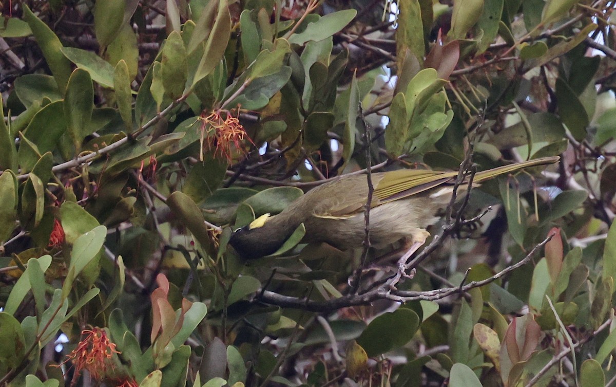 Медолюб великий - ML646884489