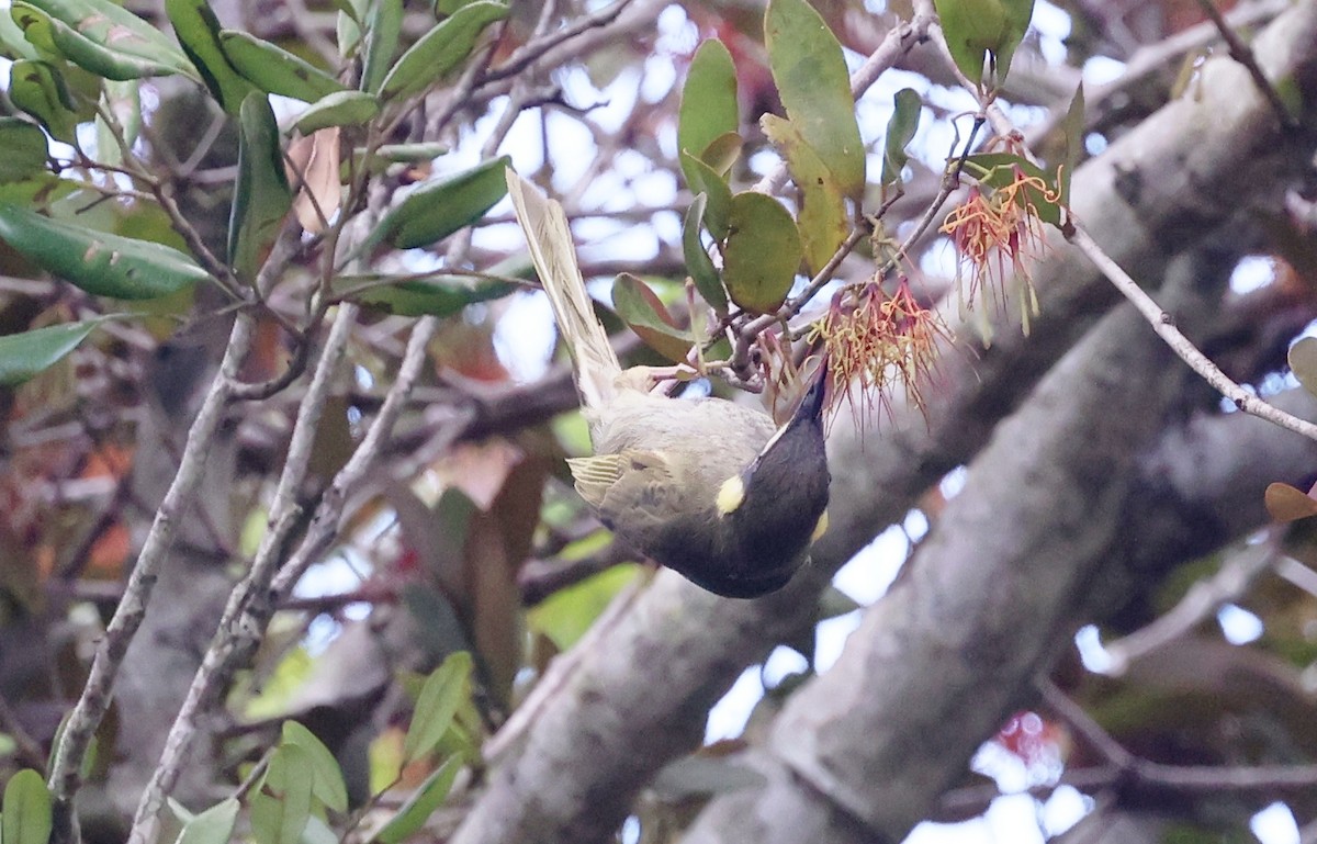 Медолюб великий - ML646884492