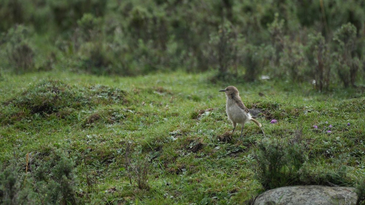Ground Tit - ML646884493