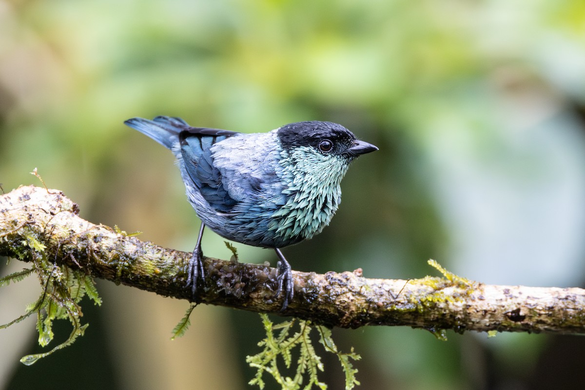 Black-capped Tanager - ML646884494