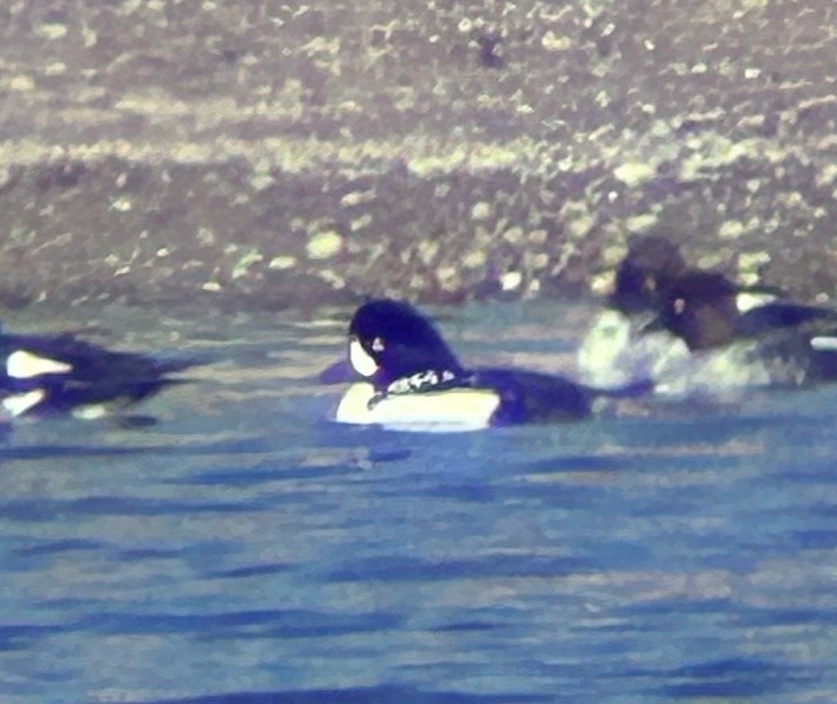 עבראש איסלנדי - ML646884495