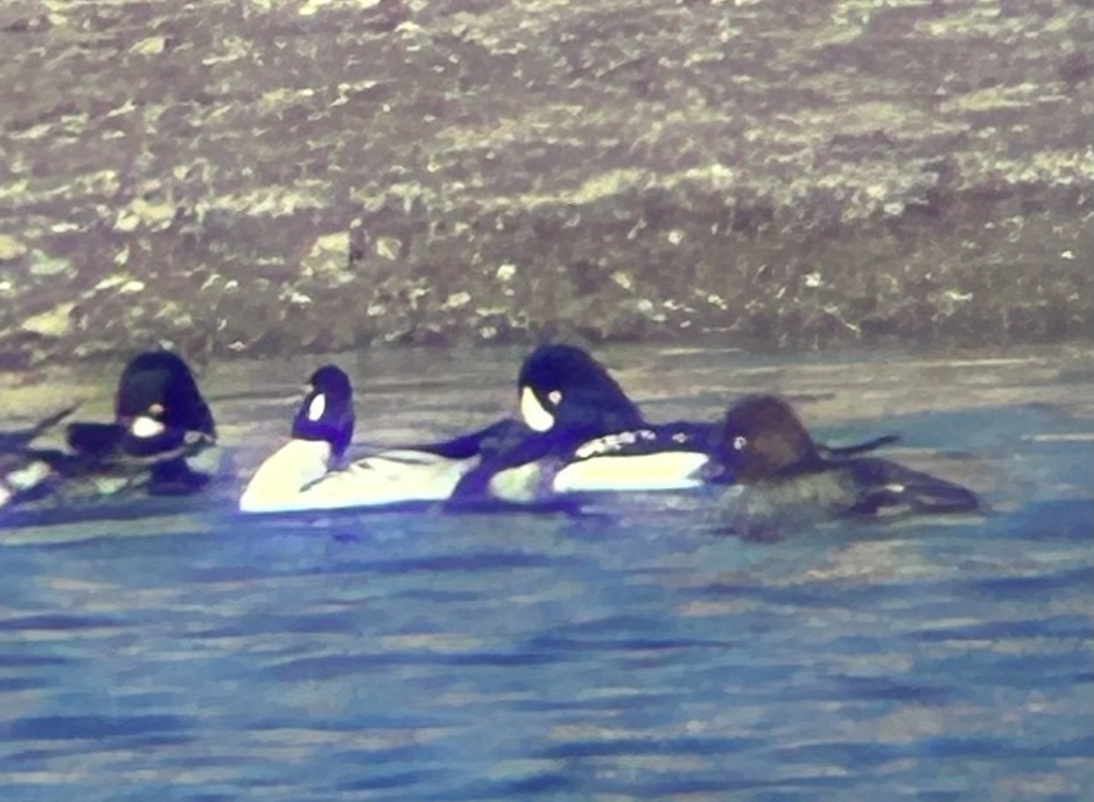 עבראש איסלנדי - ML646884496