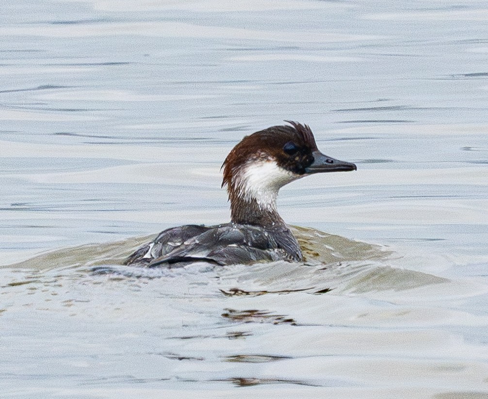 מרגון גמדי - ML646884499