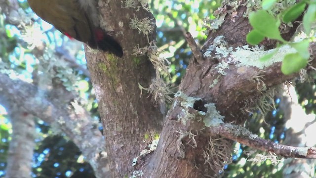 Бронзовоспинный дятел - ML646884502