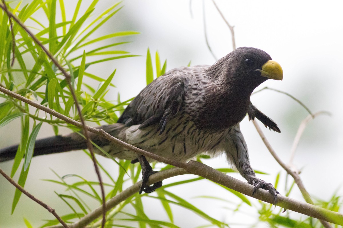 Western Plantain-eater - ML646884506