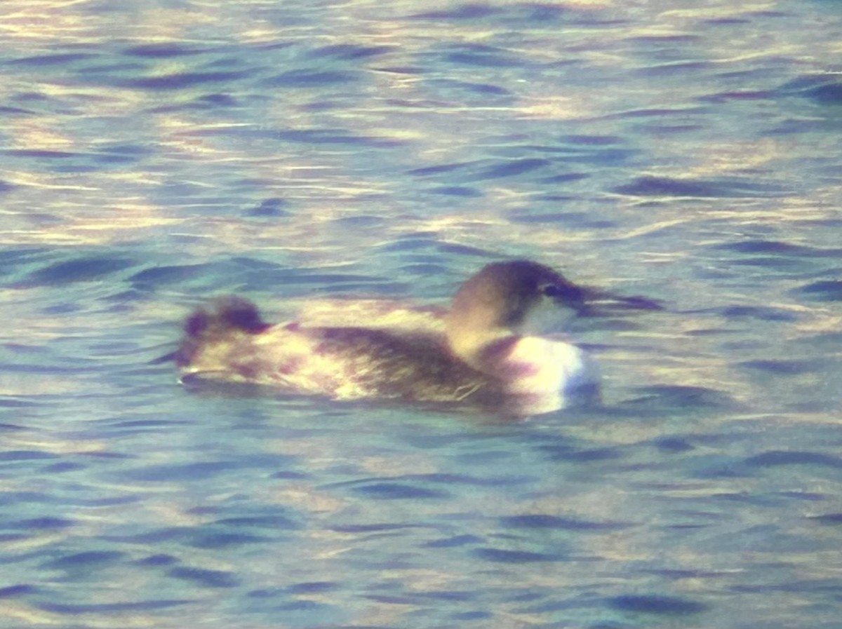 Aliota handia - ML646884507