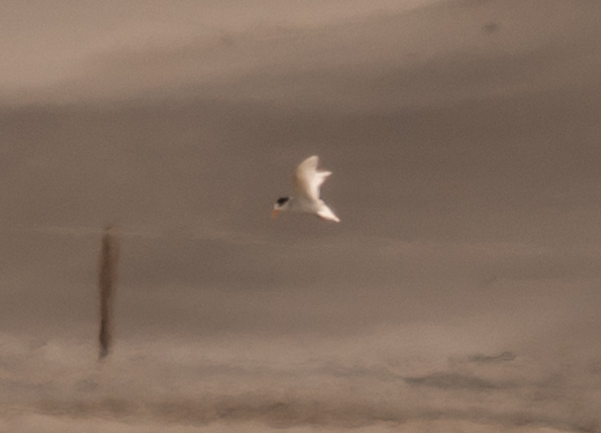 rybák australský - ML646884519