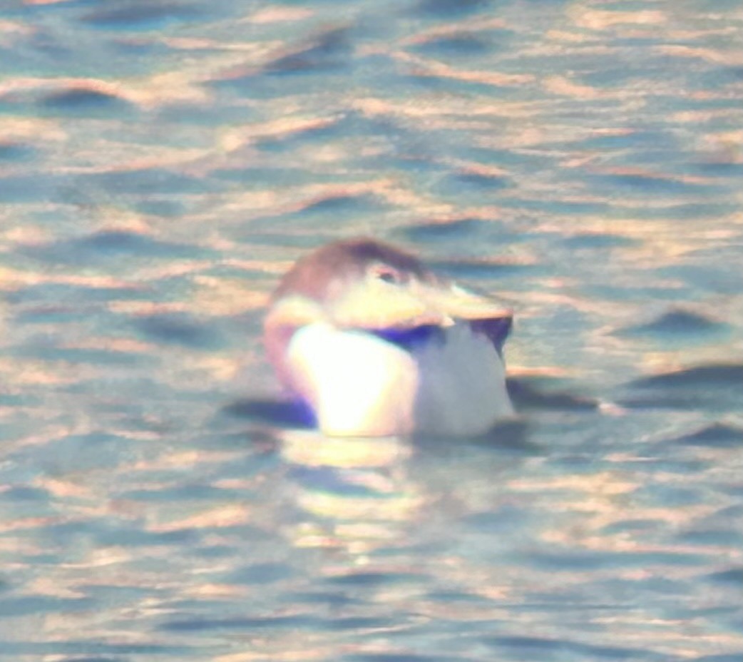 Aliota handia - ML646884520