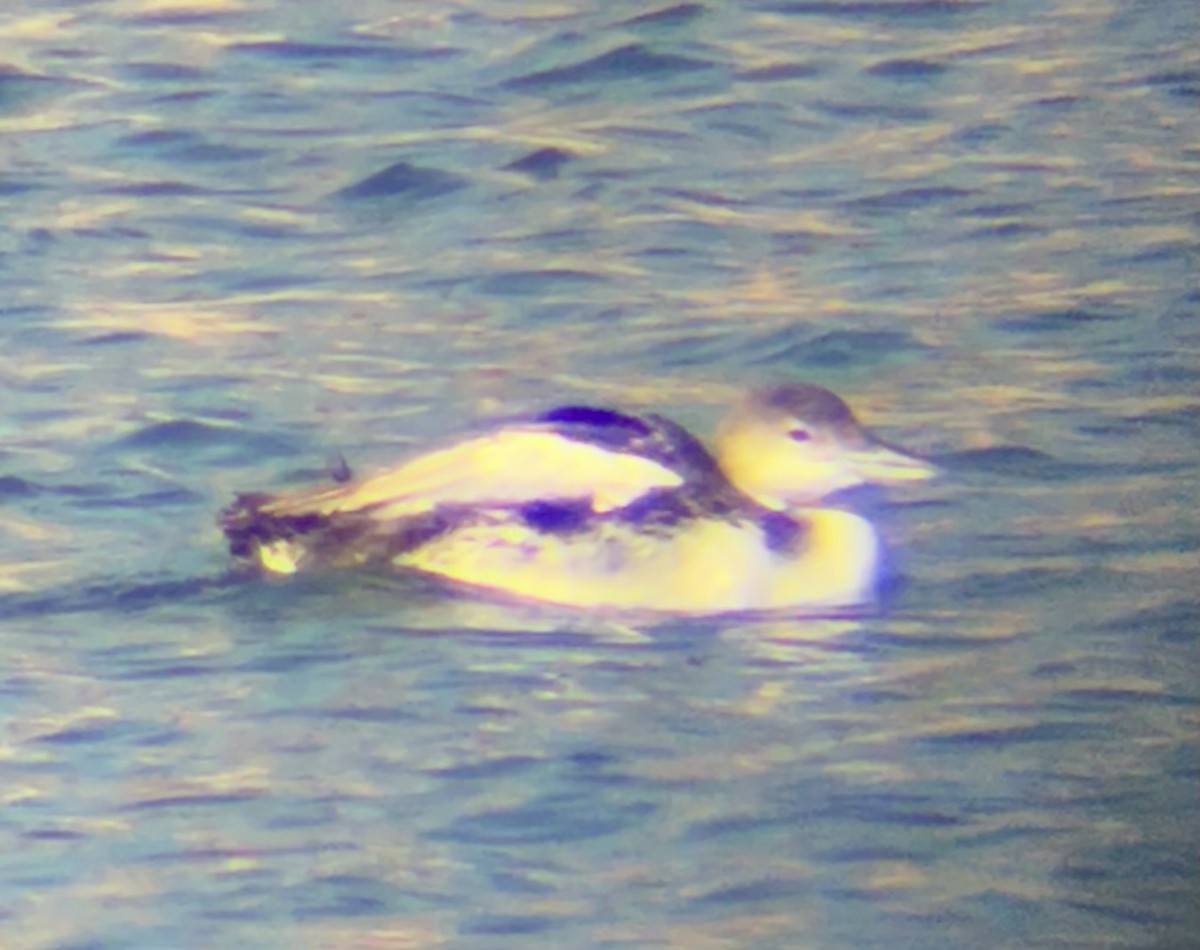 Aliota handia - ML646884521