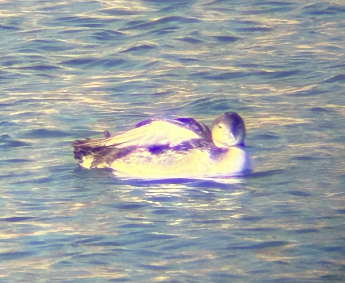 Aliota handia - ML646884522