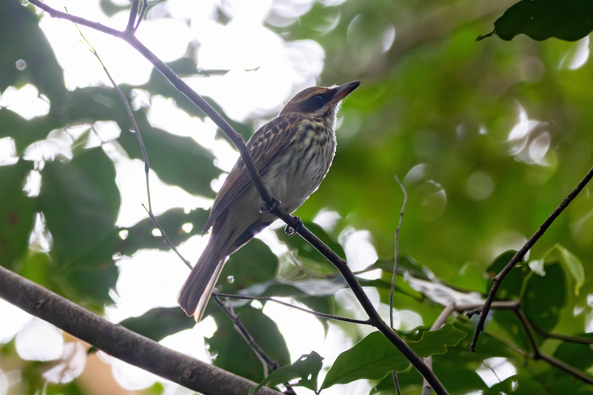 Пёстрый бентеви - ML646884525