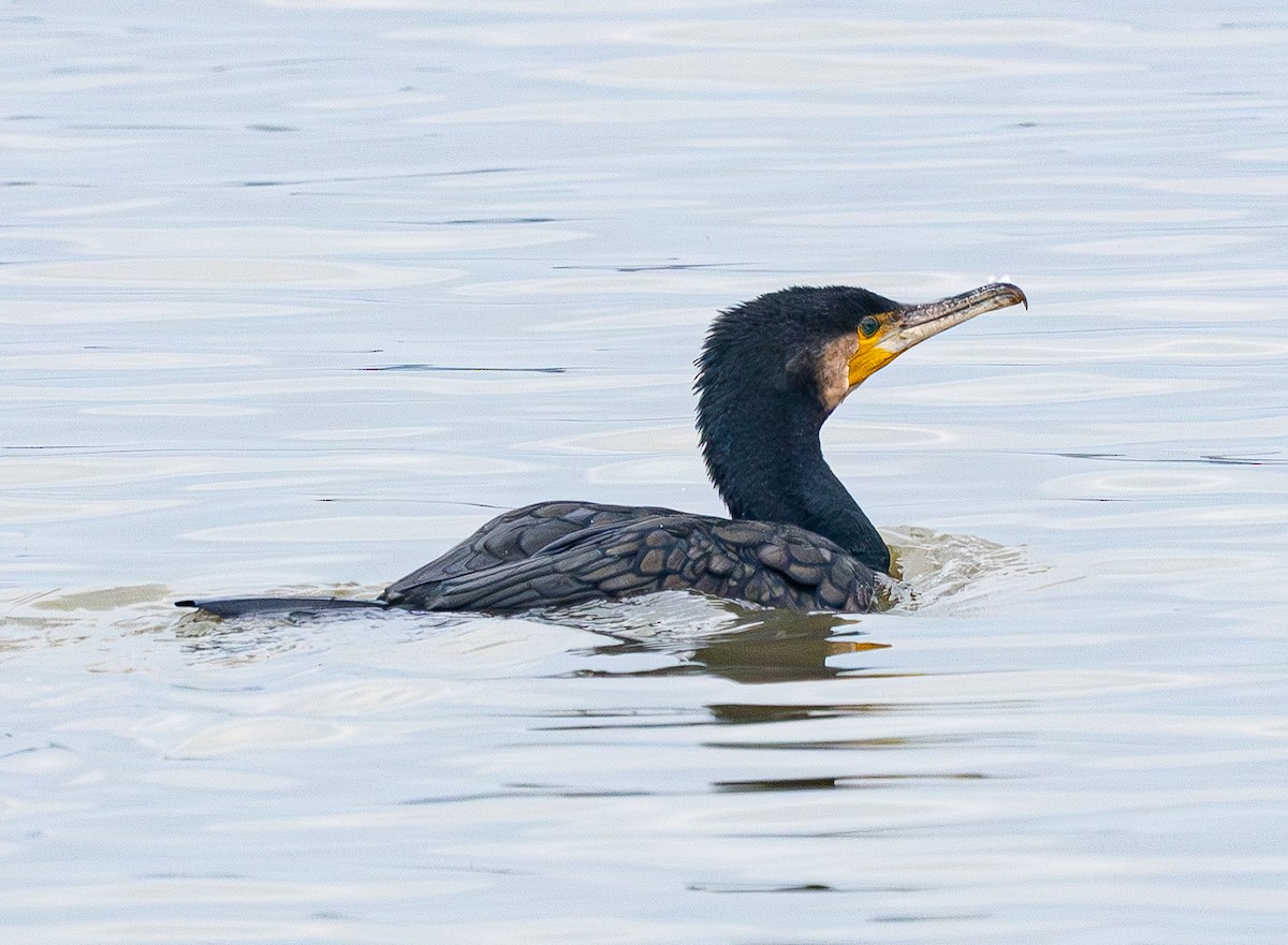 קורמורן גדול - ML646884535