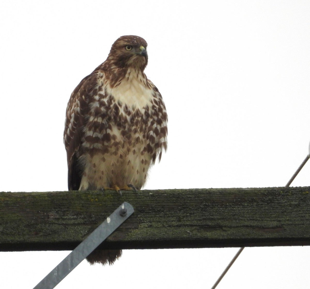 Red-tailed Hawk - ML646884536