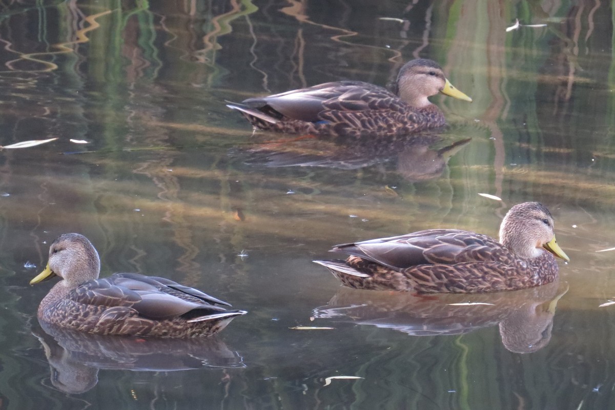 Mexican Duck - ML646884542