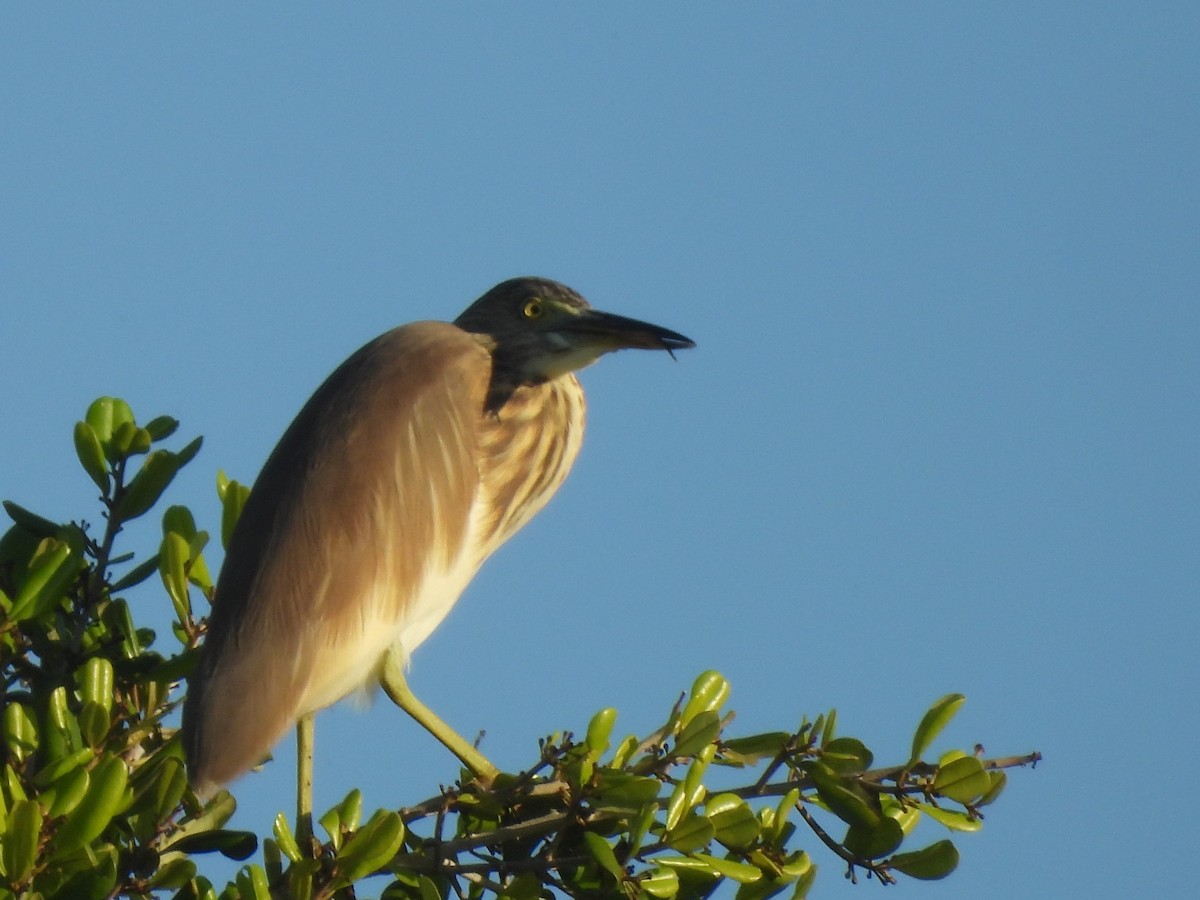 Индийская прудовая цапля - ML646884543