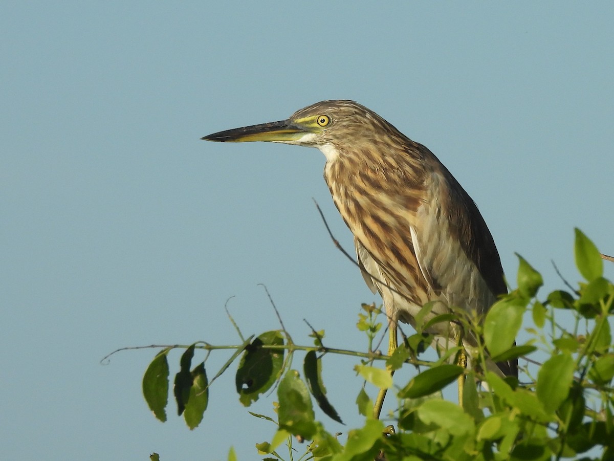 Индийская прудовая цапля - ML646884544