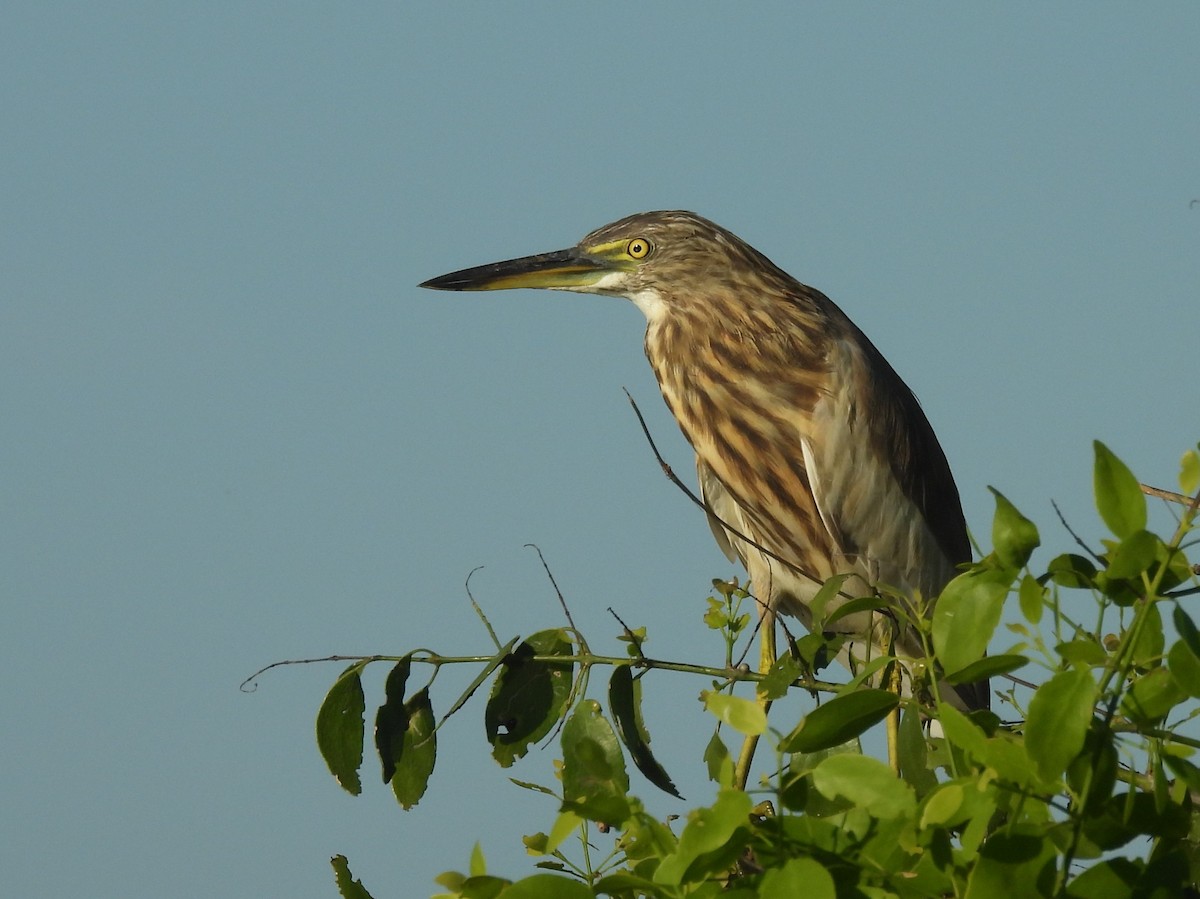 Индийская прудовая цапля - ML646884545