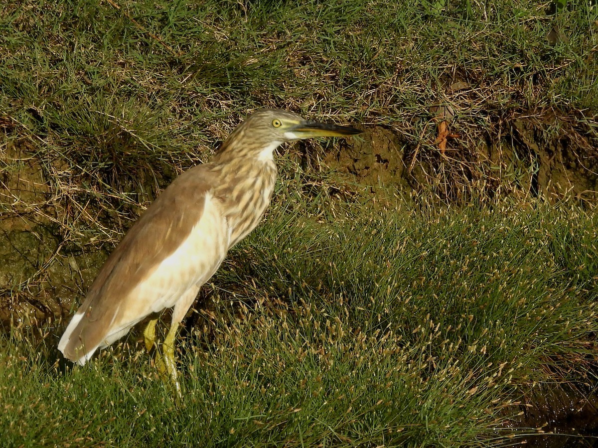 Индийская прудовая цапля - ML646884546