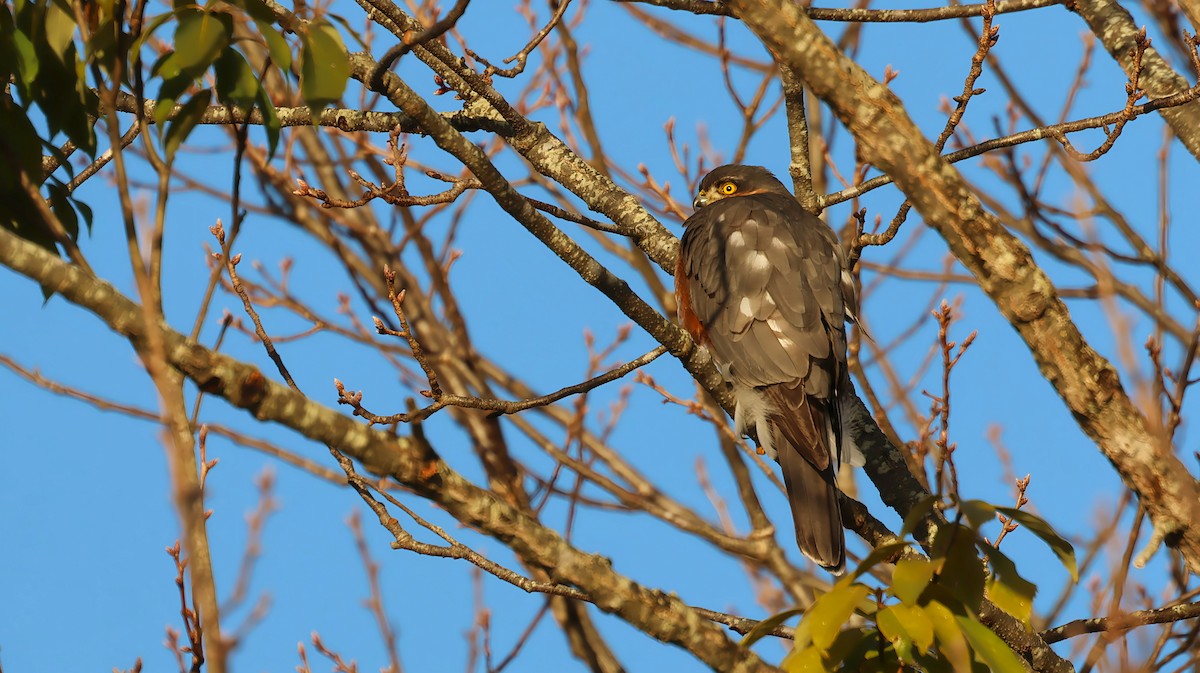 Eurasian Sparrowhawk - ML646884552
