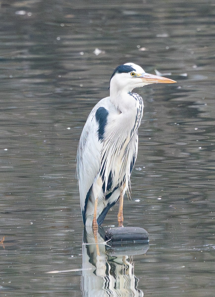 אנפה אפורה - ML646884554