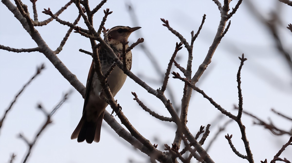 Dusky Thrush - ML646884557