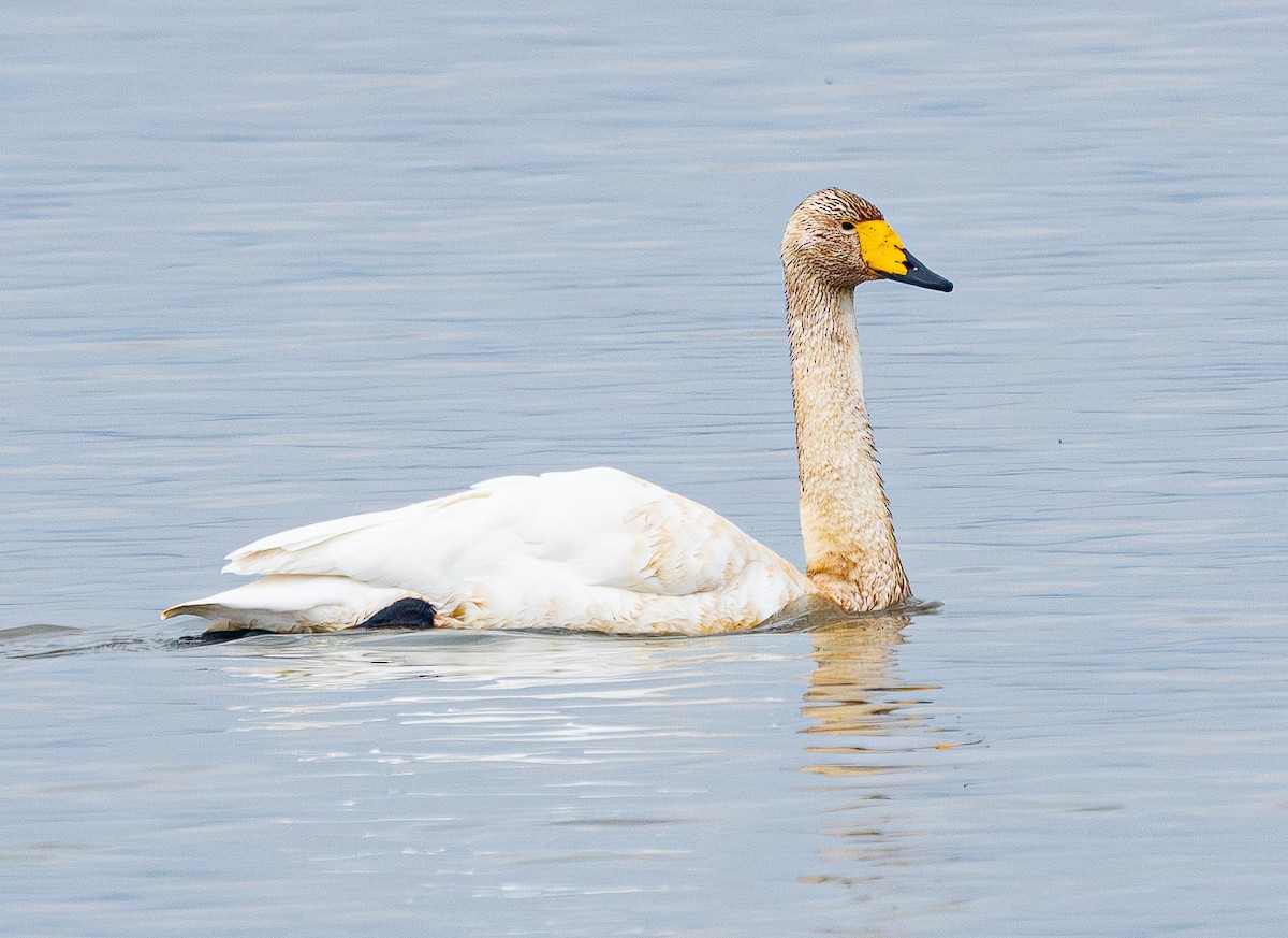 ברבור שר - ML646884559