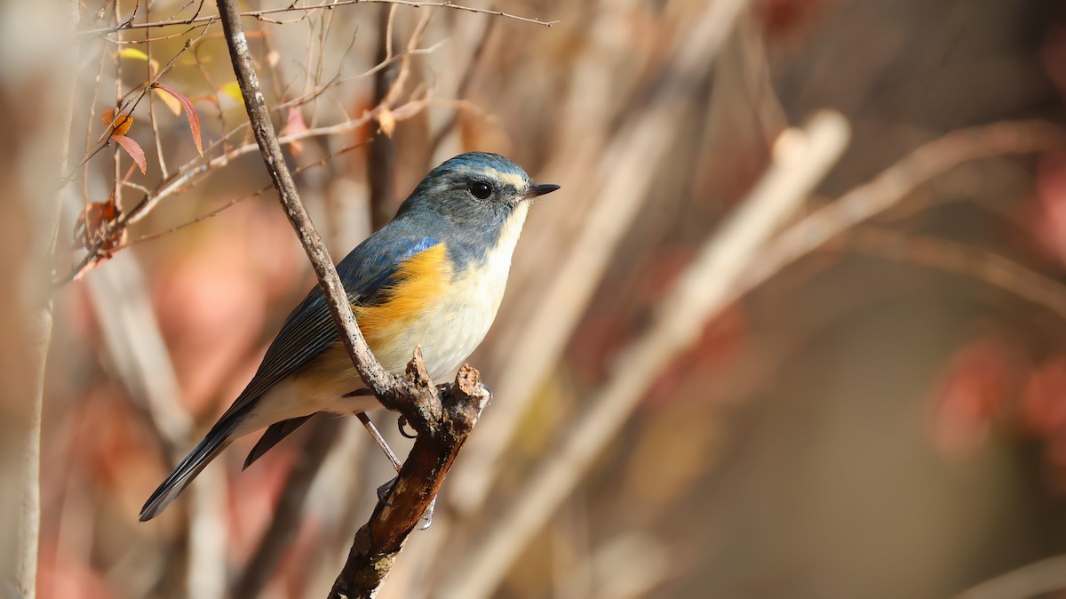 Red-flanked Bluetail - ML646884562