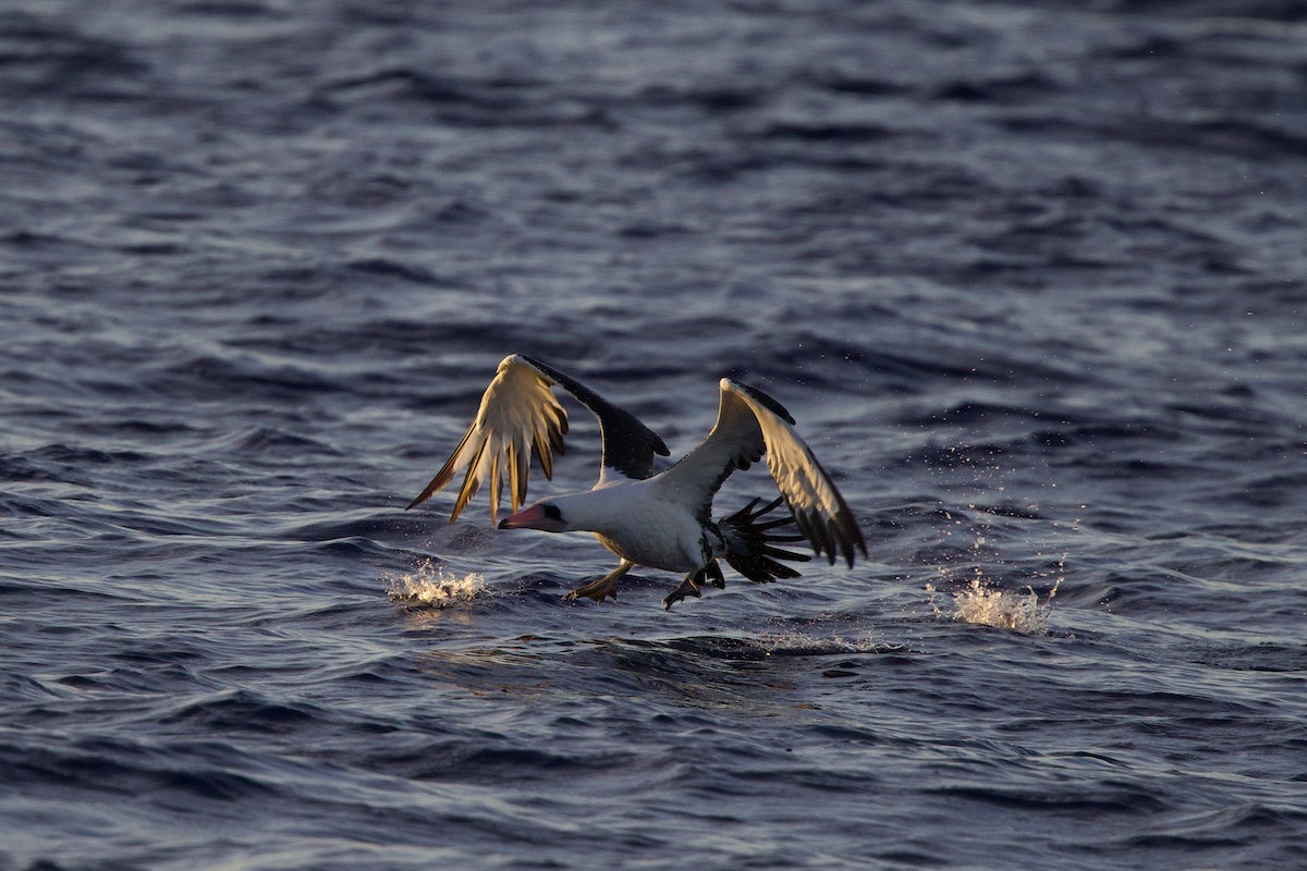 Abbotttölpel - ML646884563