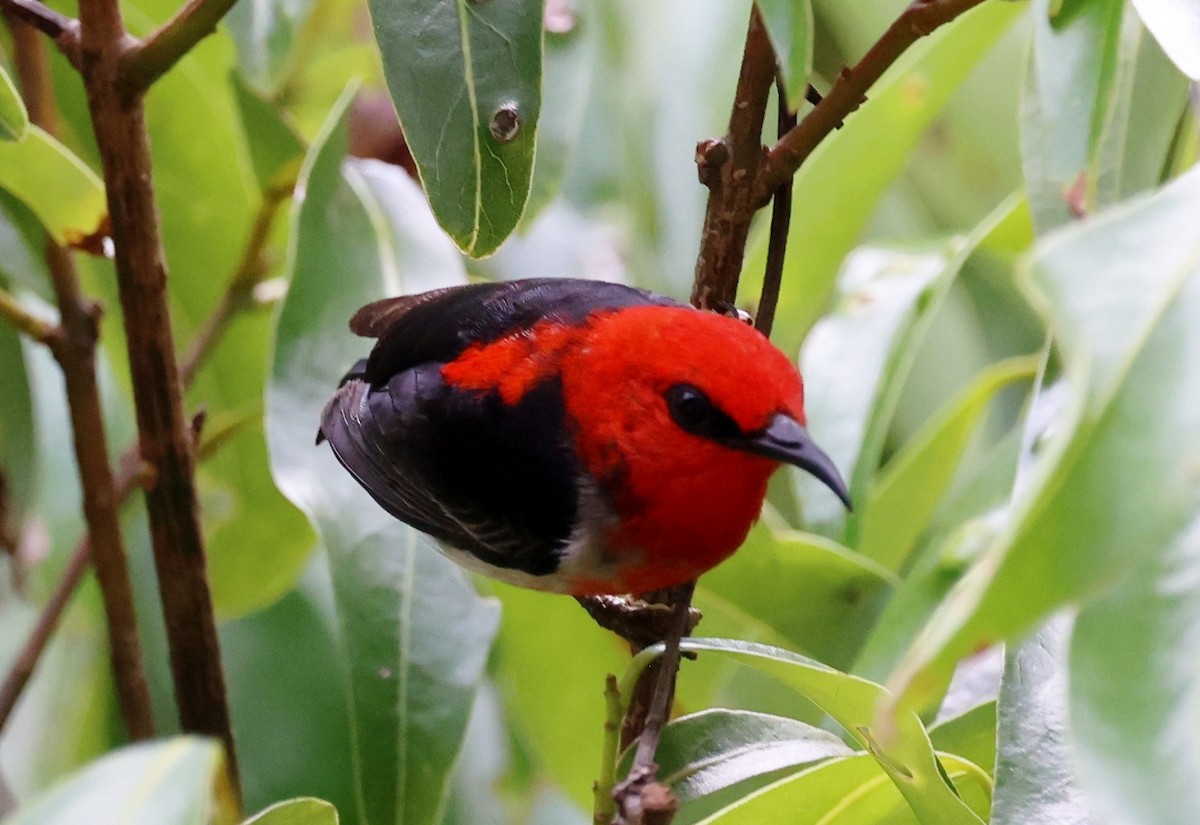 Медовичка червона - ML646884564