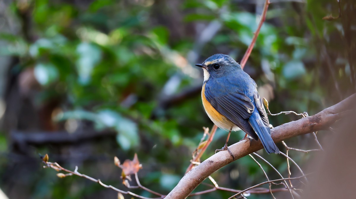 Red-flanked Bluetail - ML646884569