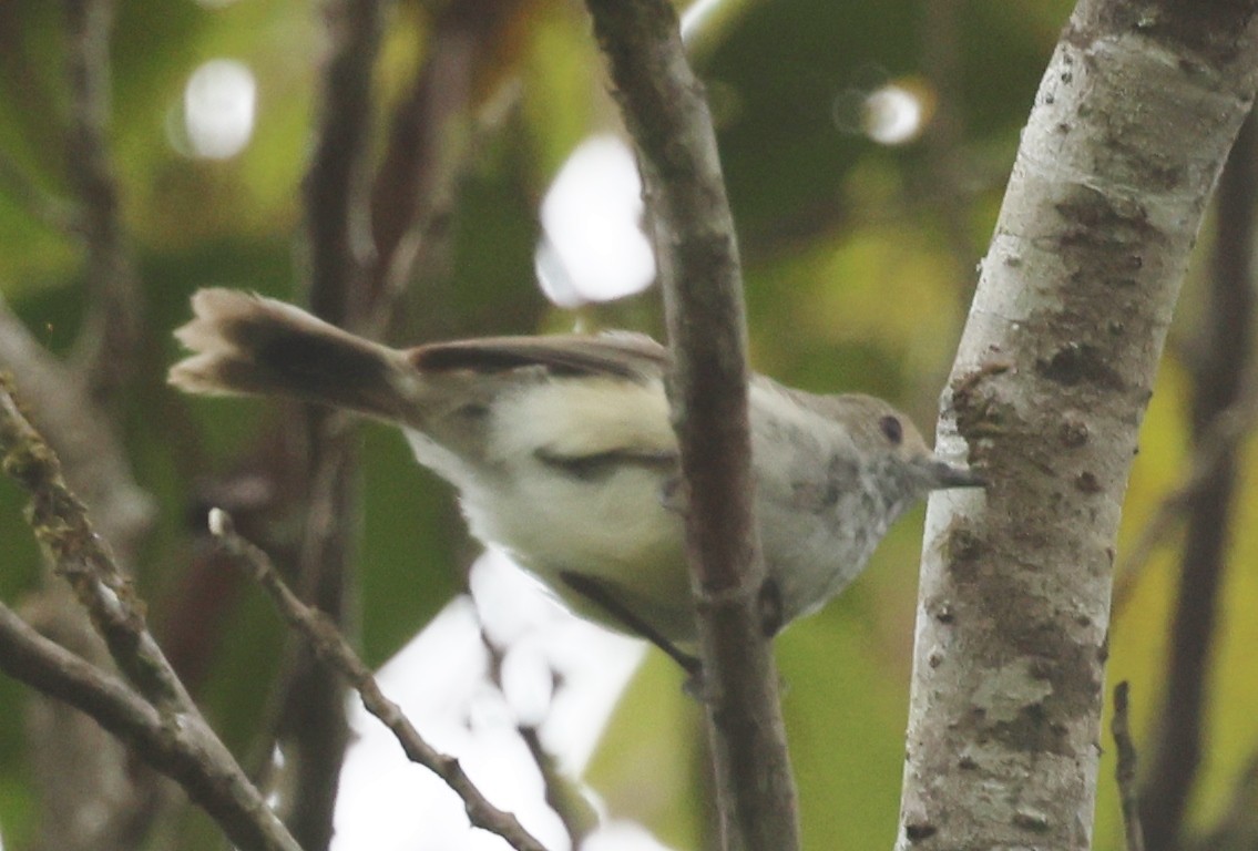 Шиподзьоб бурий - ML646884572