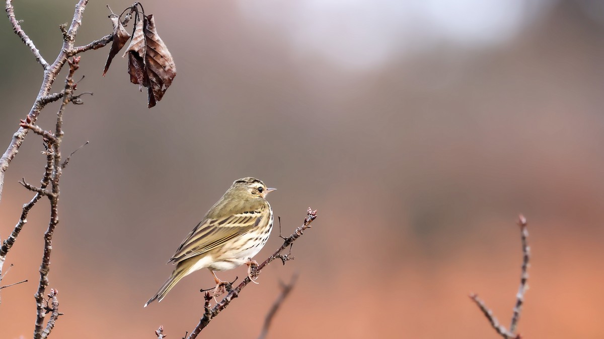 Prispolone indiano - ML646884576