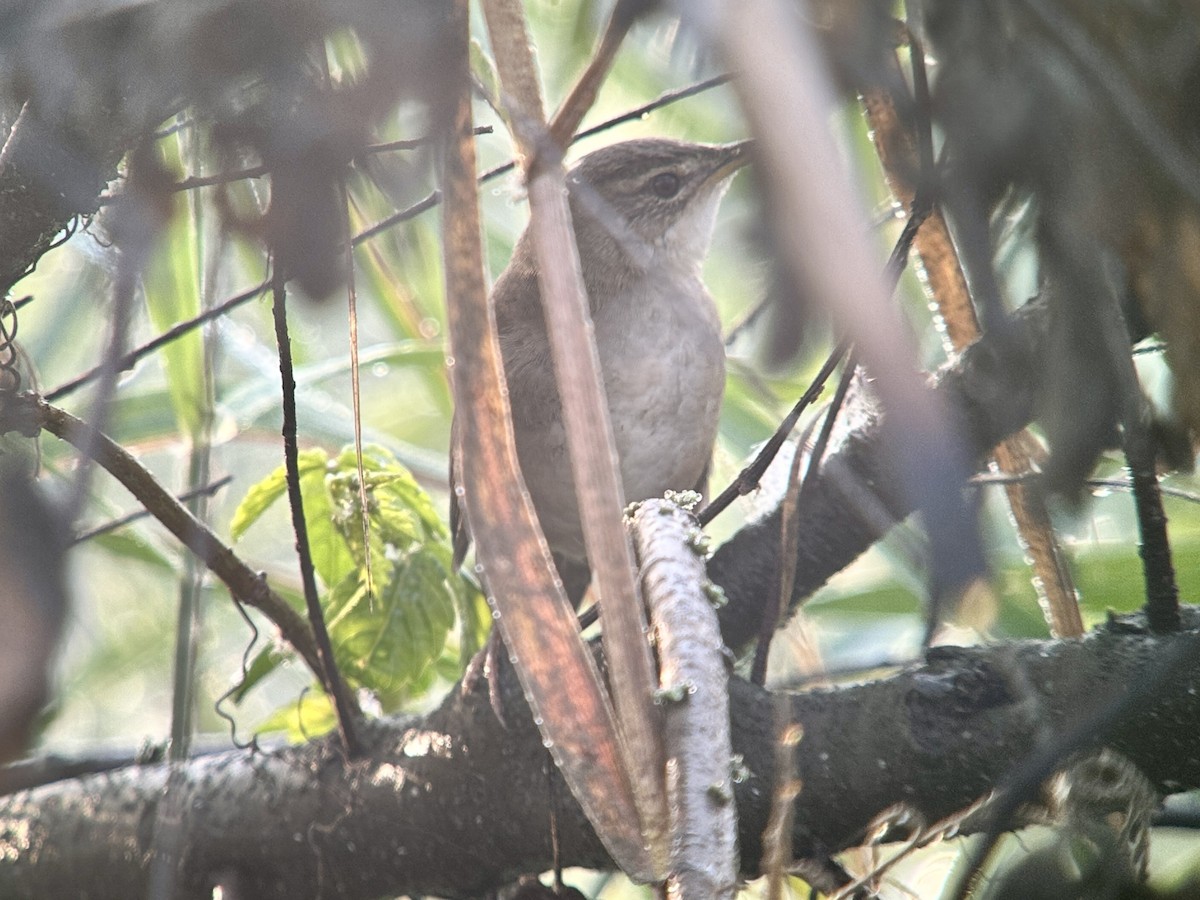 Himalajaschwirl - ML646884578