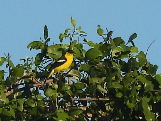 Common Iora - ML646884579
