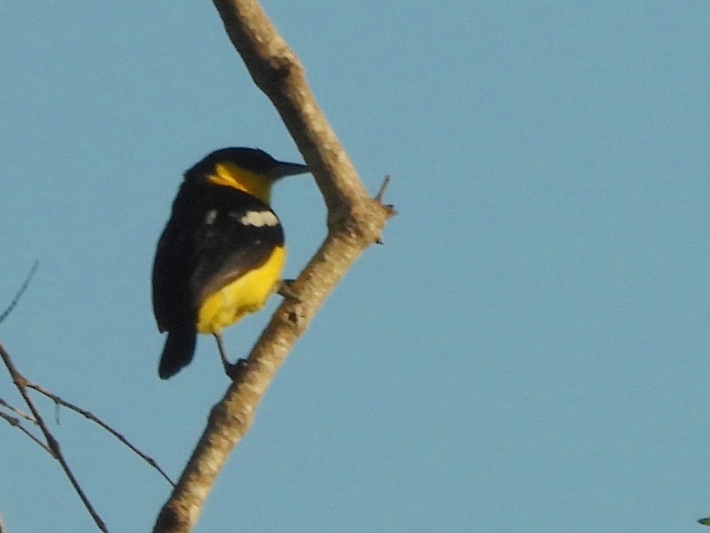 Common Iora - ML646884580