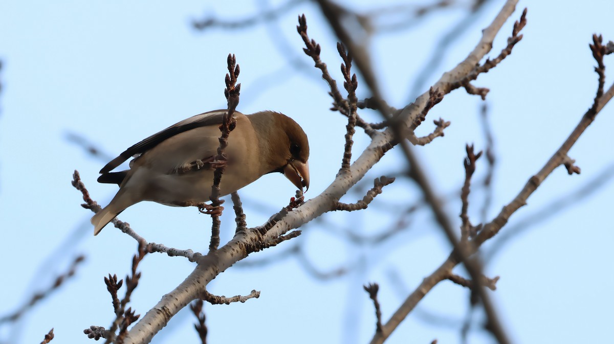 Hawfinch - ML646884581