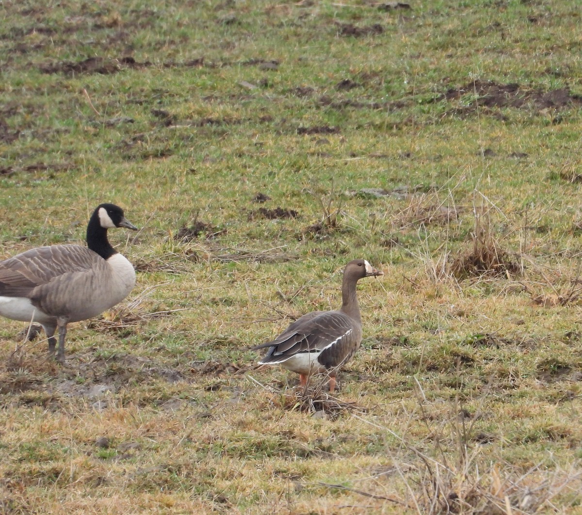 Greater White-fronted Goose - ML646884582