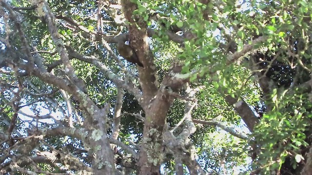 Бронзовоспинный дятел - ML646884583