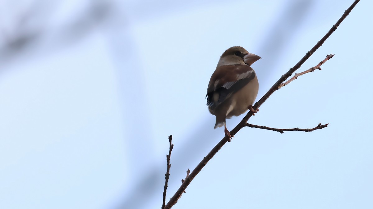 Hawfinch - ML646884584