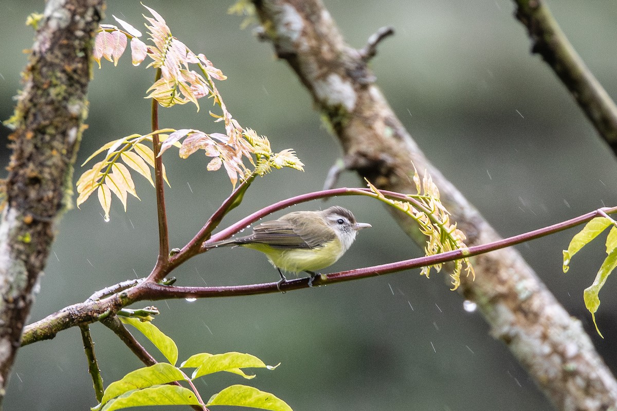 Brown-capped Vireo - ML646884587